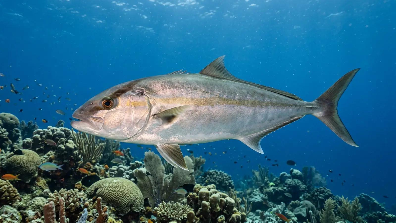 Amberjack at the dive site Besmi Island