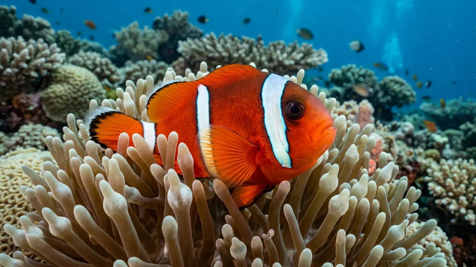 Anemonefish at the dive site Fish Soup