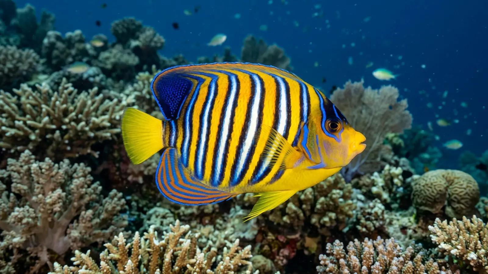 Angelfish at the dive site Paraiso Perdido