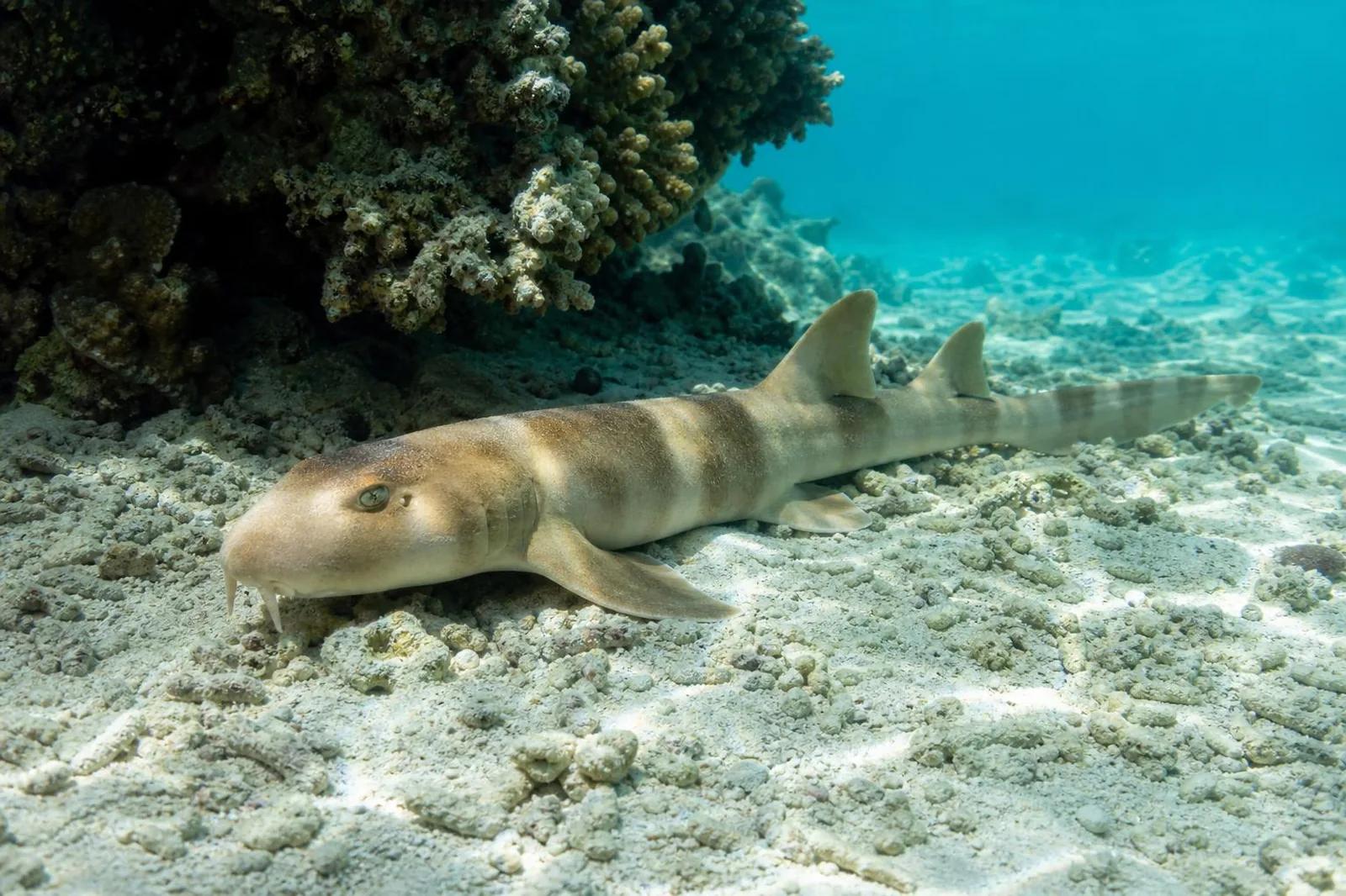 Bamboo shark at the dive site Red Sand