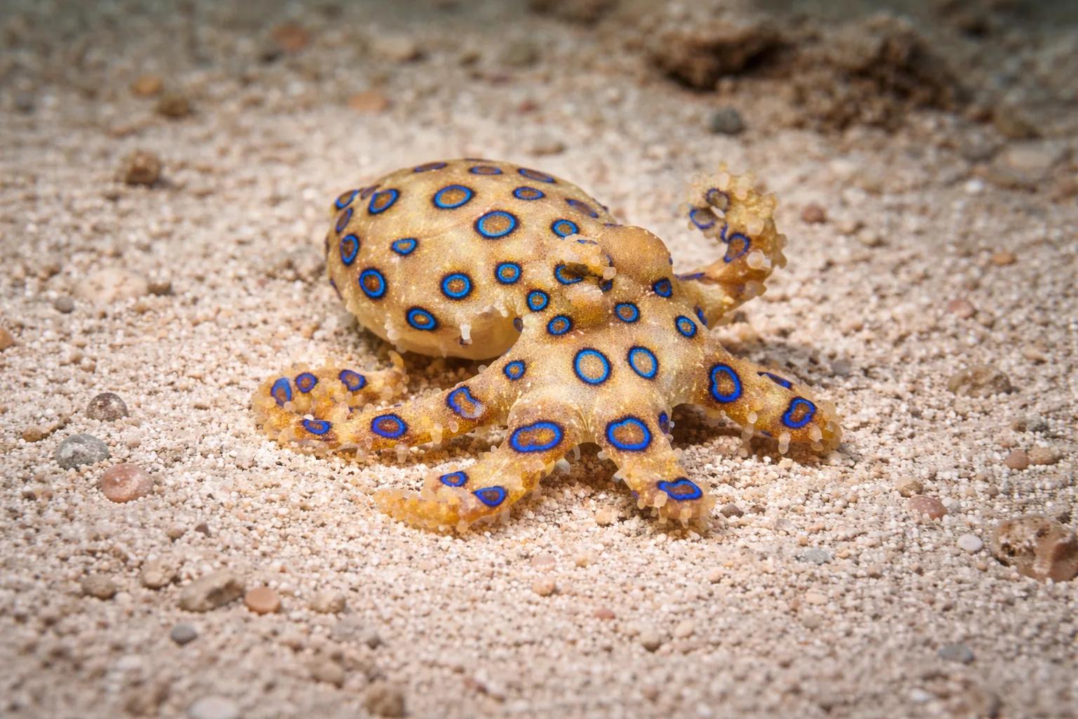 Blue-ringed octopus at the dive site Pool Party