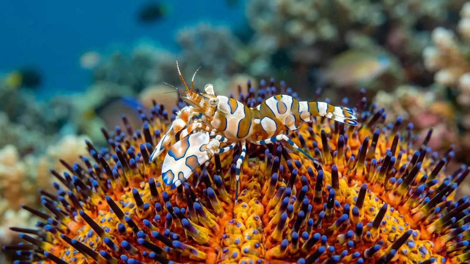 Coleman shrimp at the dive site Masjid Ampera