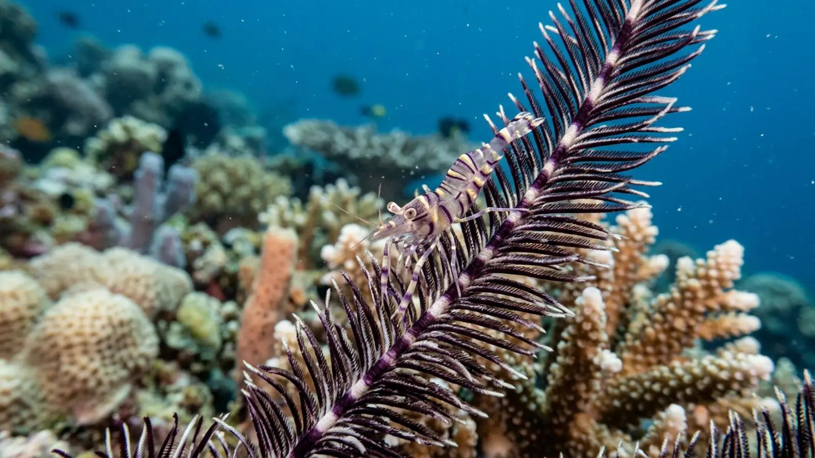 Crinoid shrimp at the dive site Galaxy