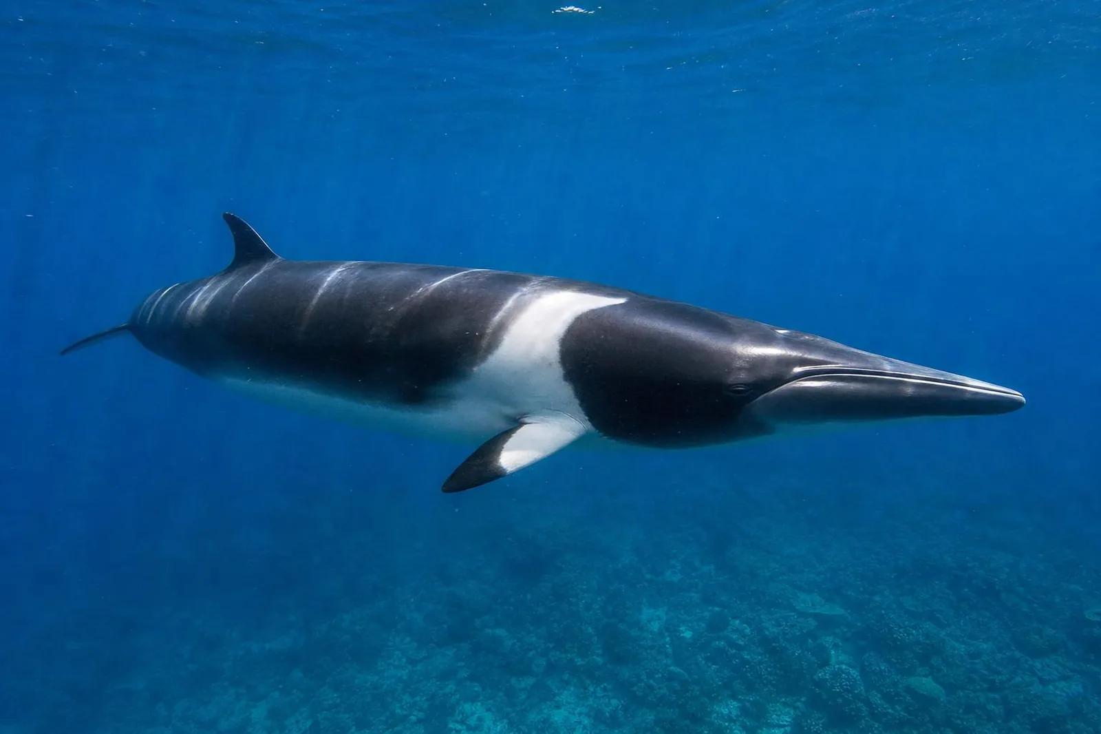 Dwarf Minke Whale at the dive site Challenger Bay