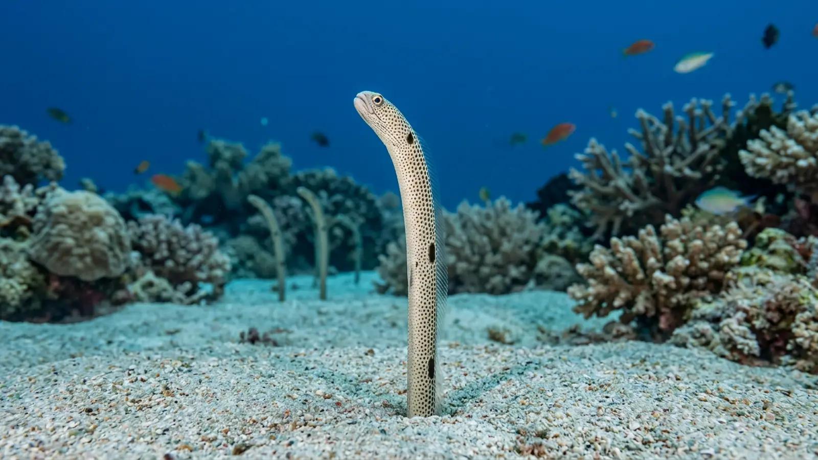 Anguila jardinera at the dive site Kittiwake Reef