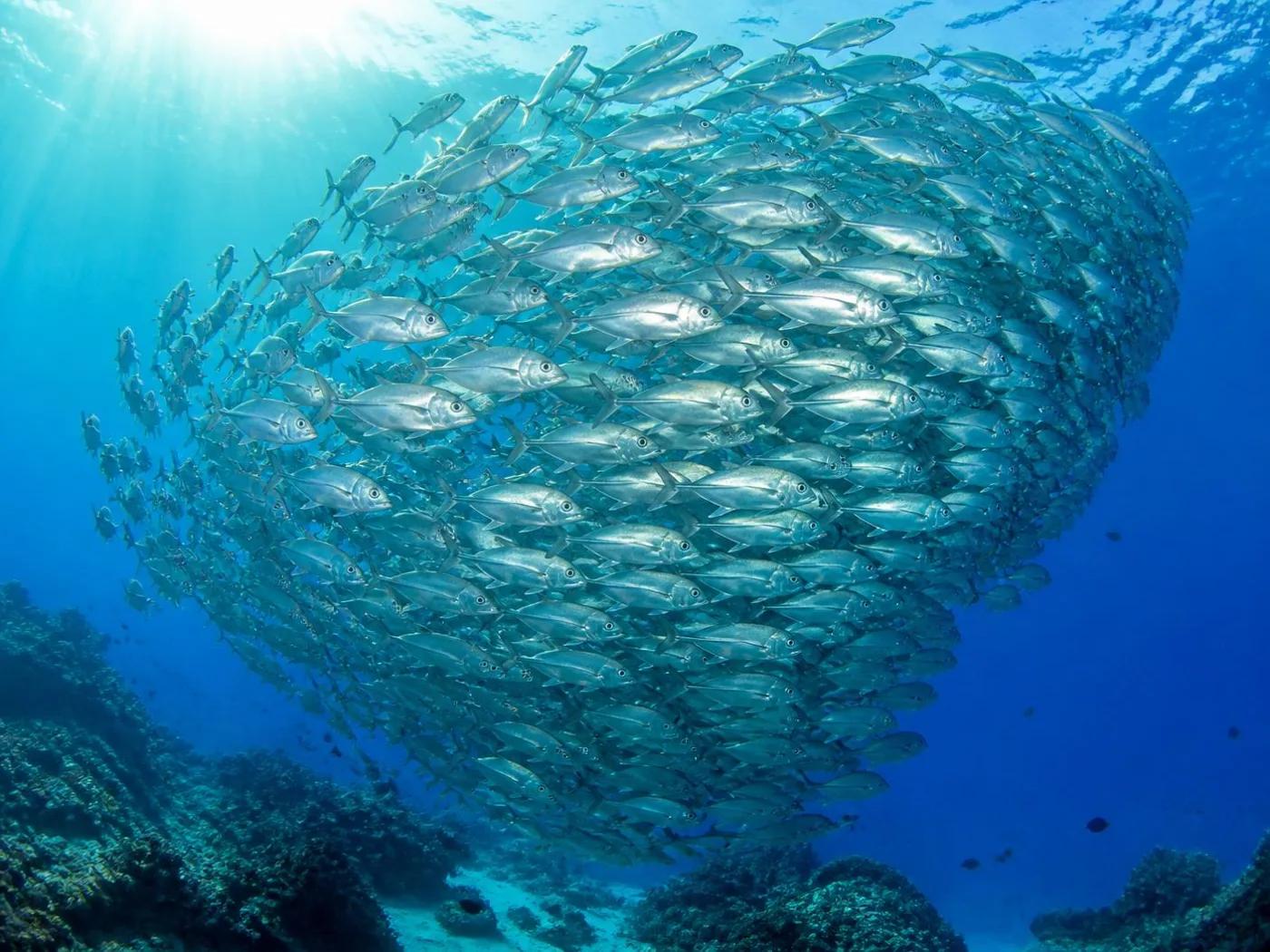 Jackfish at the dive site St. Didier Wreck
