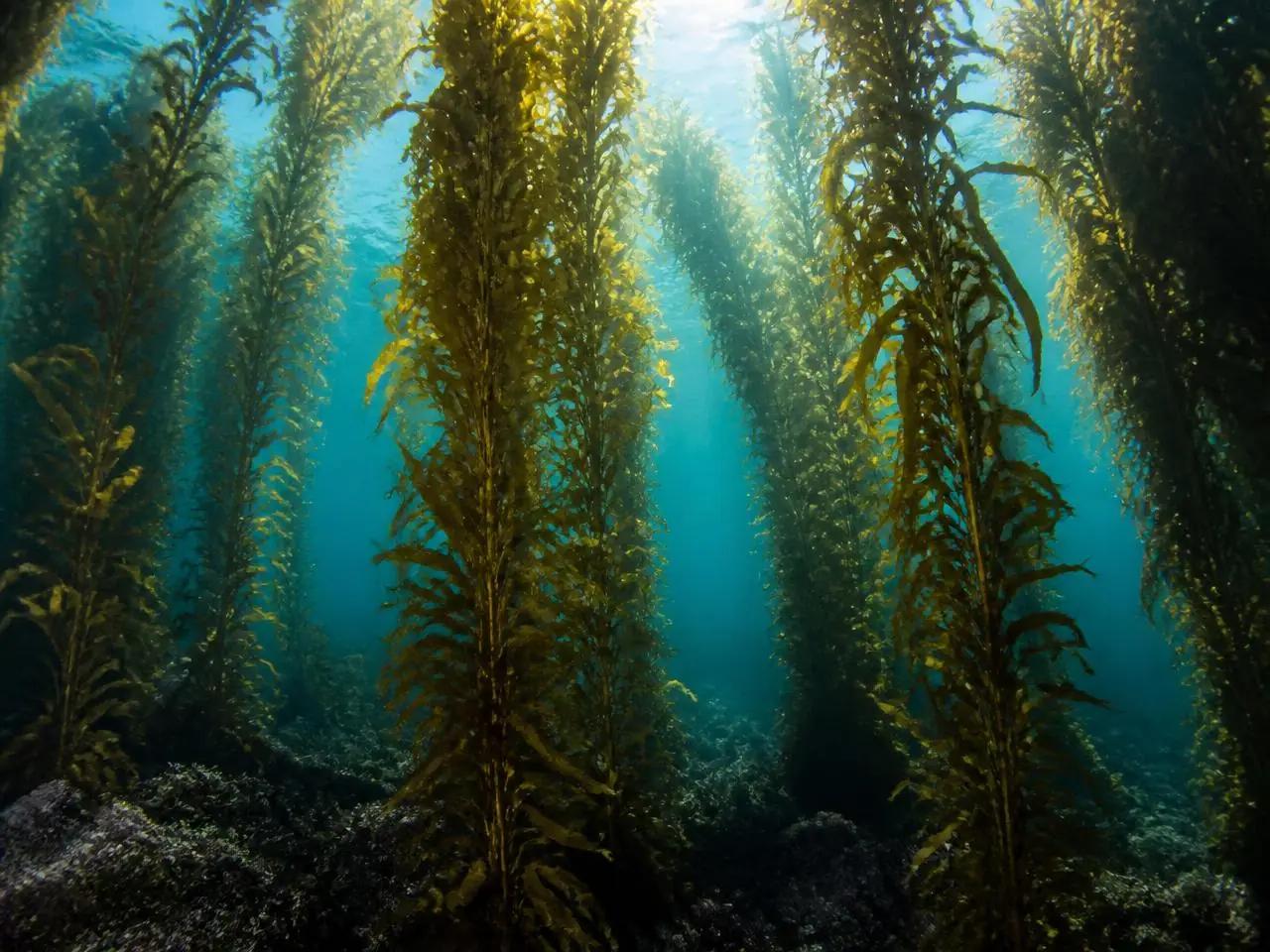 Kelp walls at the dive site Danco Island