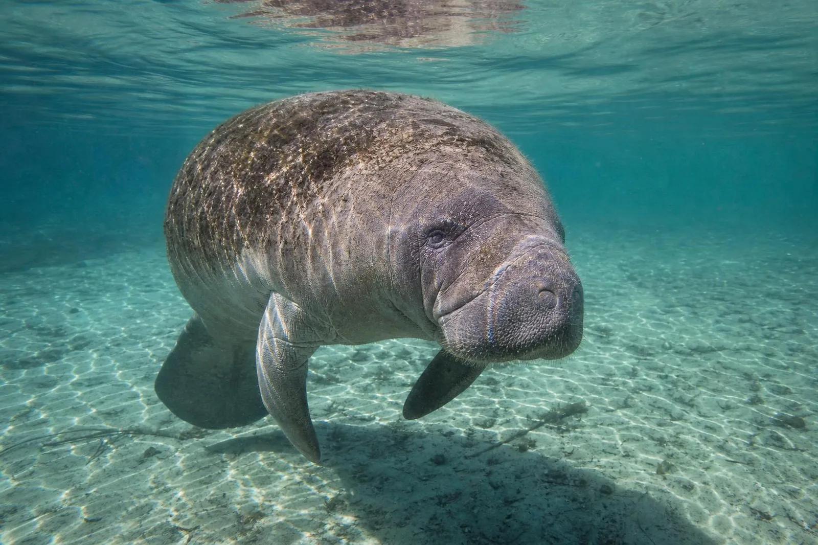 Manatee at the dive site Reef Point