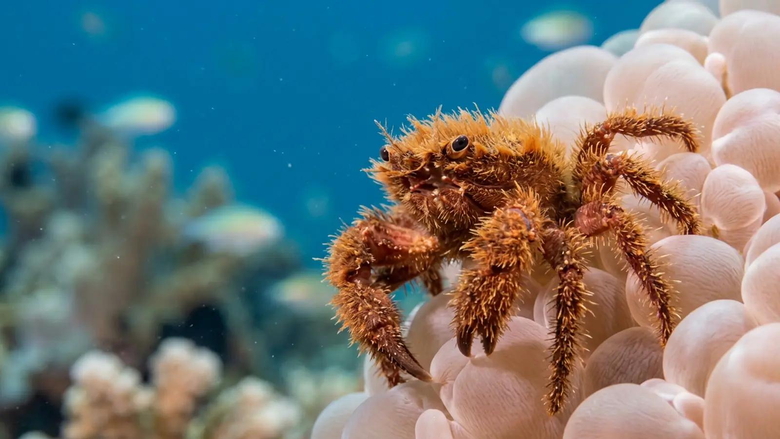 Orangutan crabs at the dive site Mandarin House