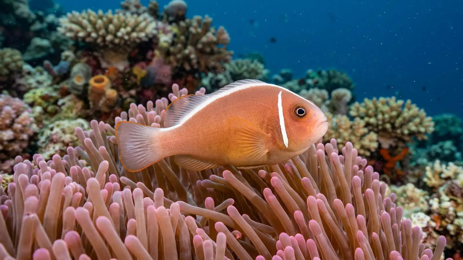 Pink anemonefish at the dive site Fish Soup