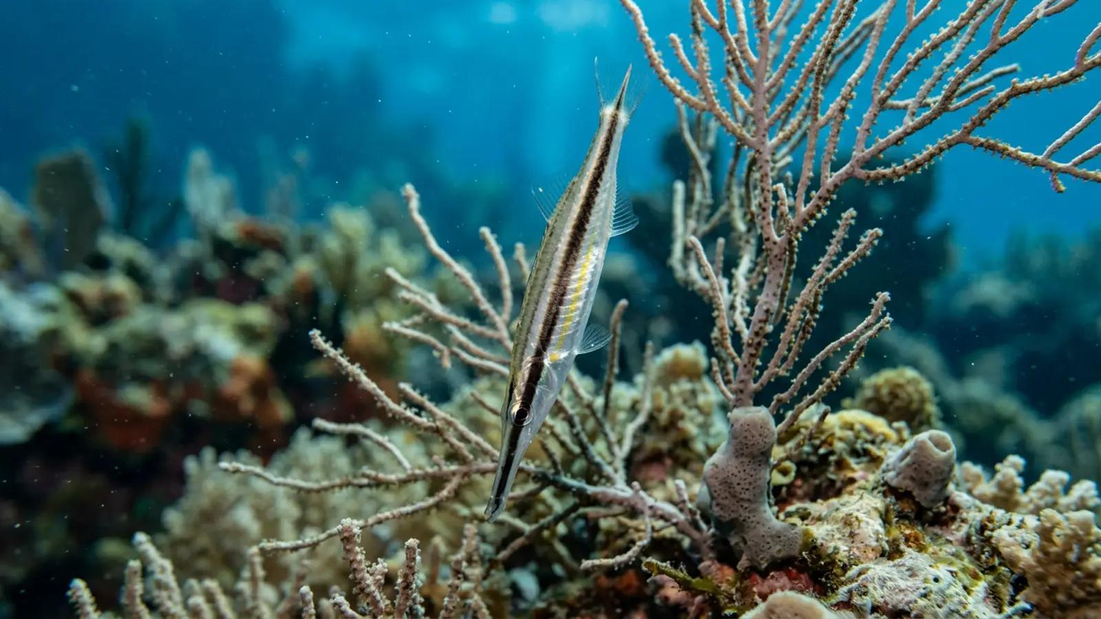 Razorfish at the dive site Pyramids Wall