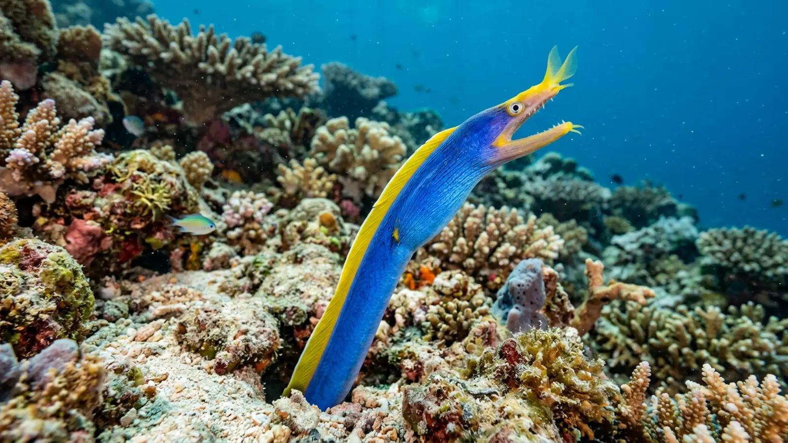 Ribbon Eel at the dive site Jemeluk Wall