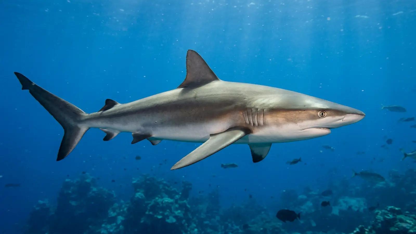 Silky shark at the dive site Huvadhoo Corner (Gaafu Dhaalu)