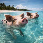 Cerdo Nadador (Sus scrofa domesticus) – vida marina