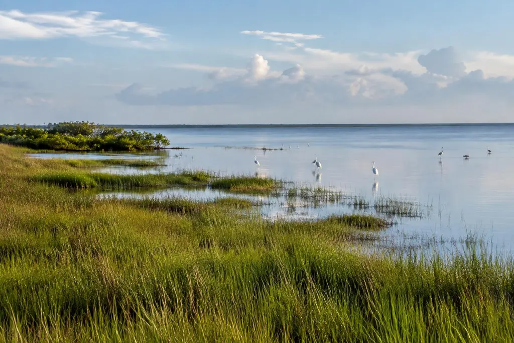 AI-generated illustration of Everglades coast