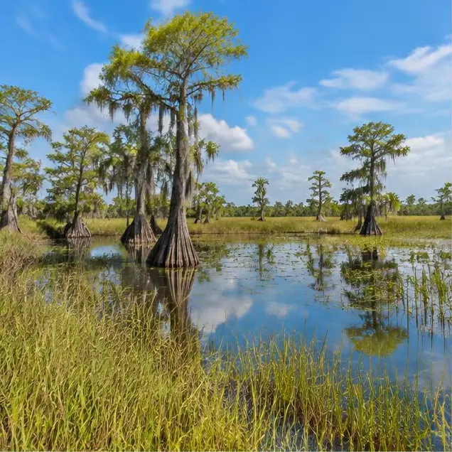 AI-generated illustration of Everglades coast