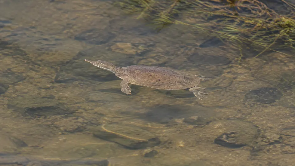 Spiny Softshell Turtle in its natural habitat, AI illustration