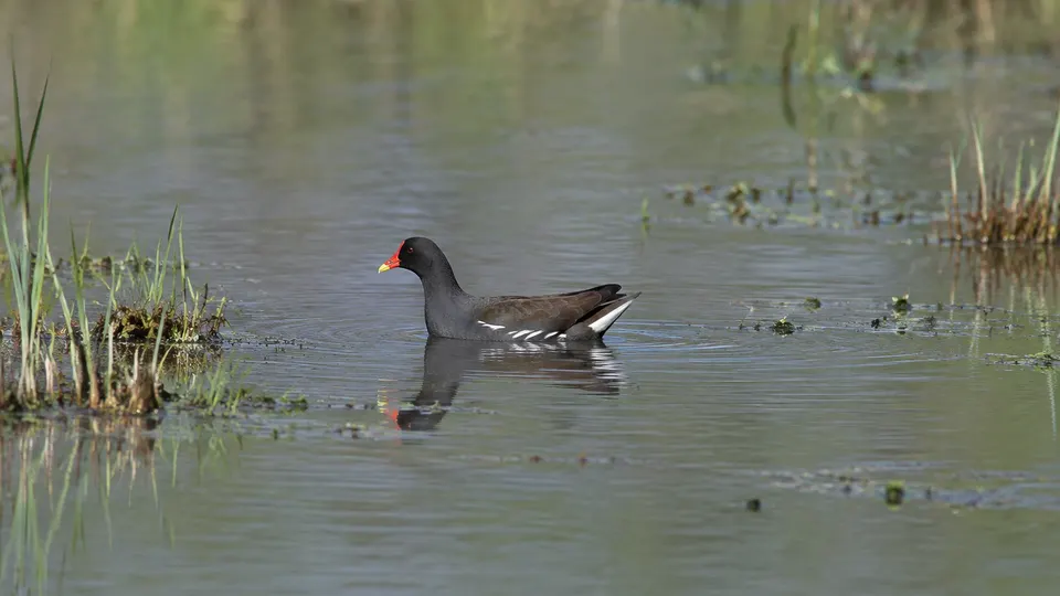 Common Moorhen