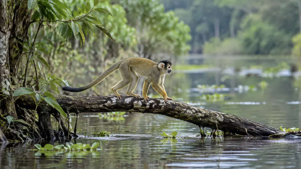 Black-capped Squirrel Monkey in its natural habitat, AI illustration