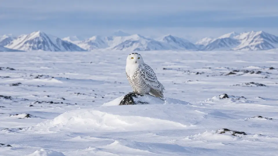 Snowy Owl