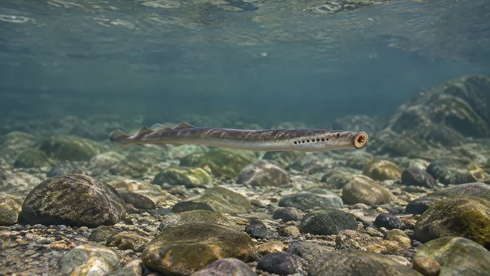 Pacific Lamprey