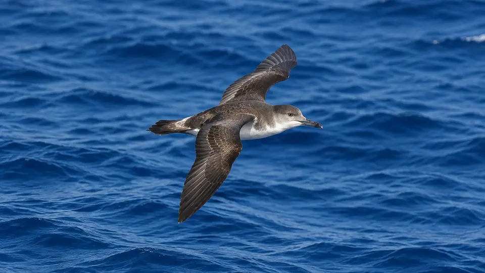 Yelkouan Shearwater