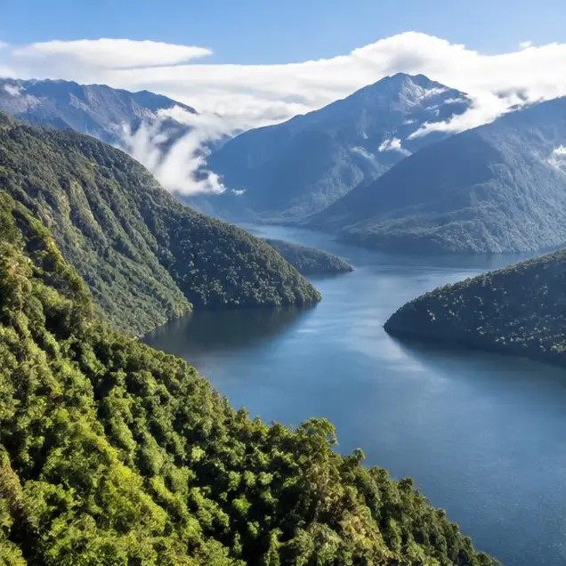 AI-generated illustration of Temperate native forest