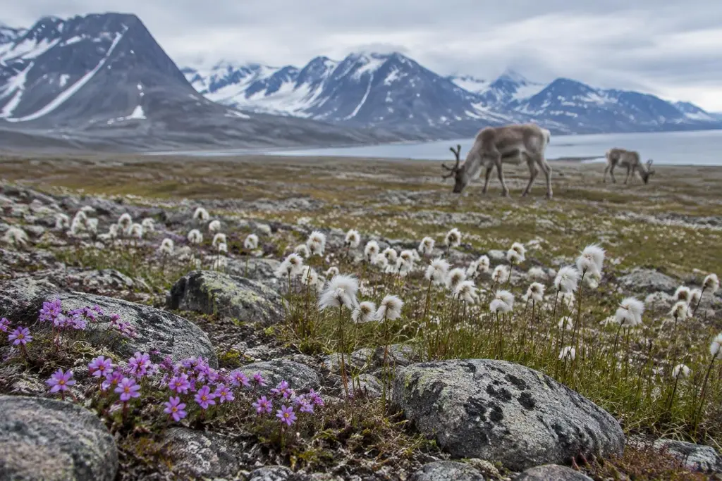 AI-generated illustration of Arctic tundra