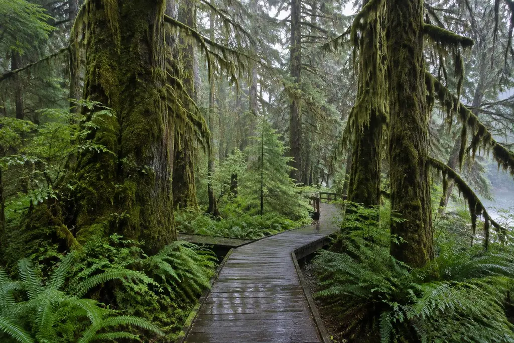 AI-generated illustration of Tongass National Forest