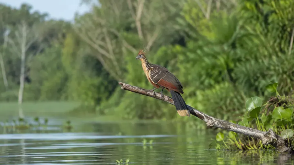 Hoatzin in its natural habitat, AI illustration