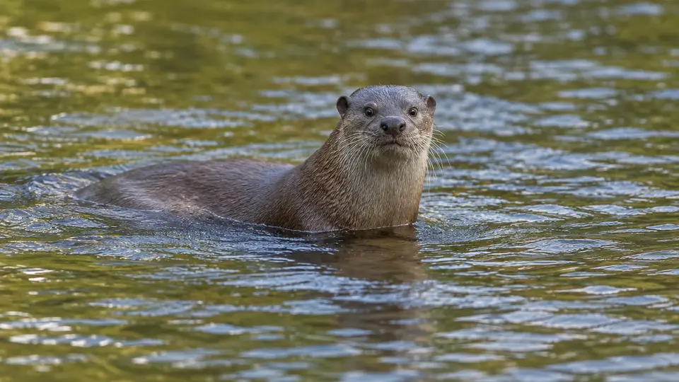 AI-generated illustration of Smooth-coated otter