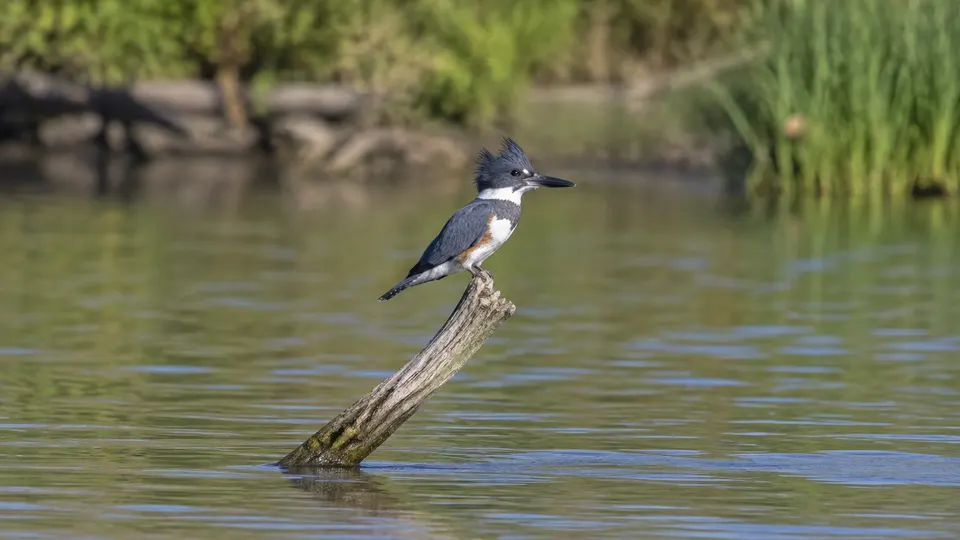 Belted Kingfisher