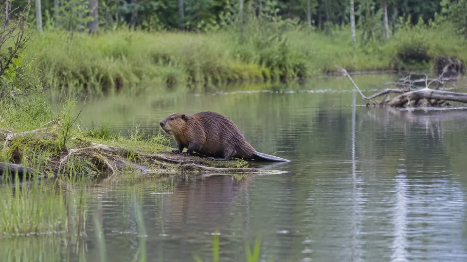 Eurasian Beaver