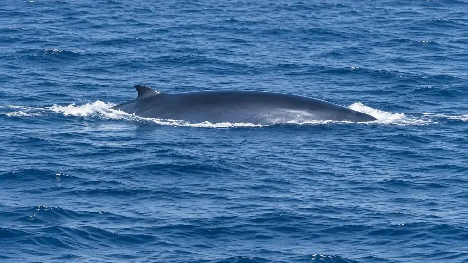 Sei Whale in its natural habitat, AI illustration