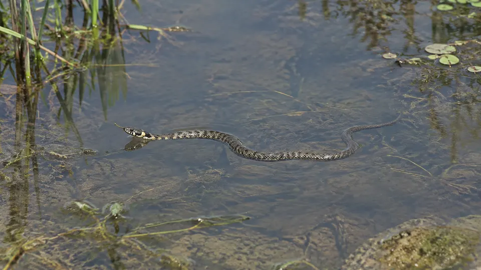 Grass Snake