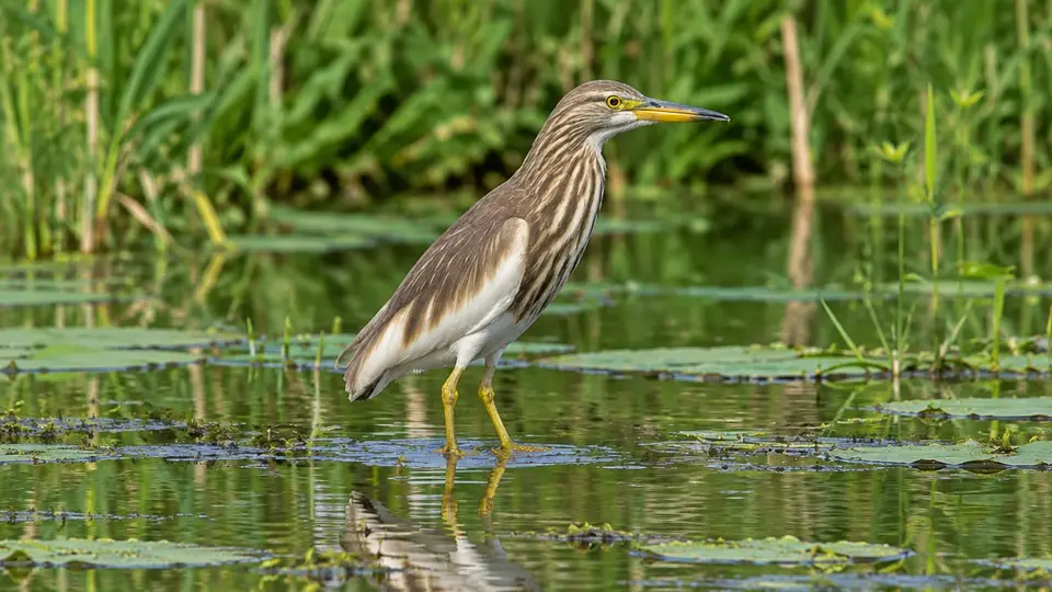 Maldivian pond heron