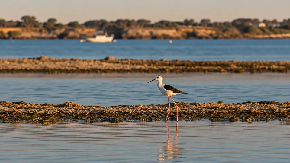 Black-winged Stilt