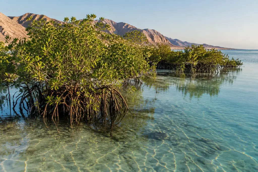AI-generated illustration of Mangrove shorelines