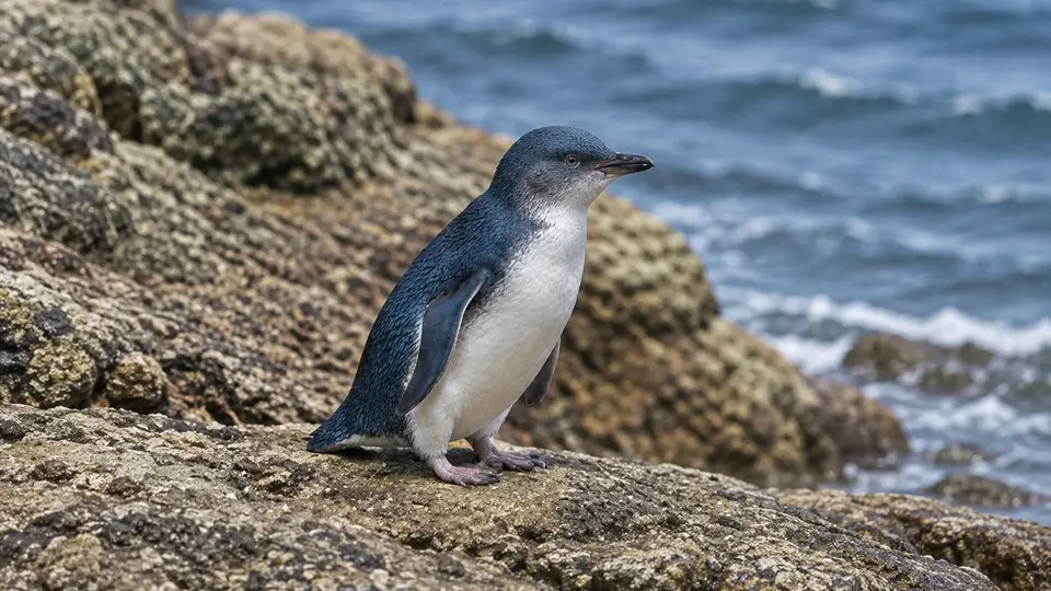 Little penguin in its natural habitat, AI illustration