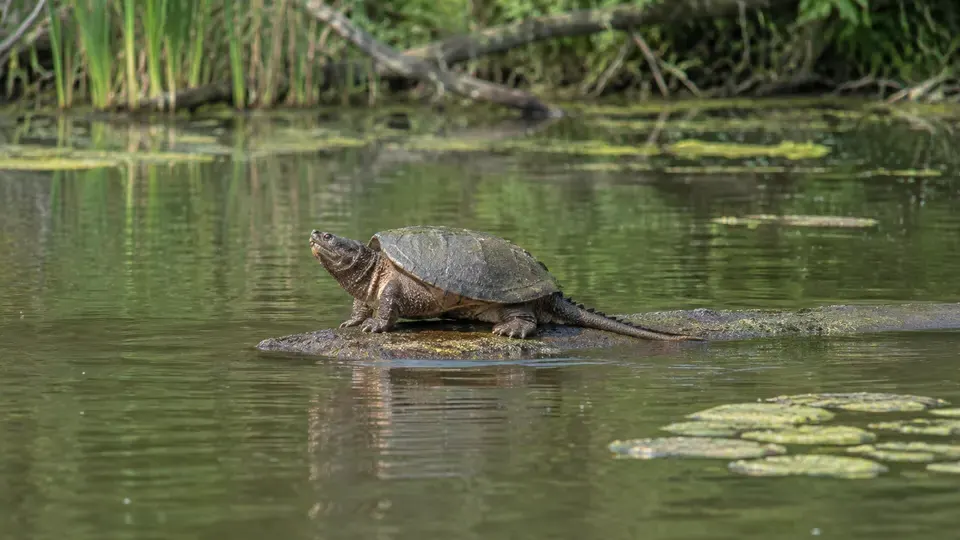 Common Snapping Turtle