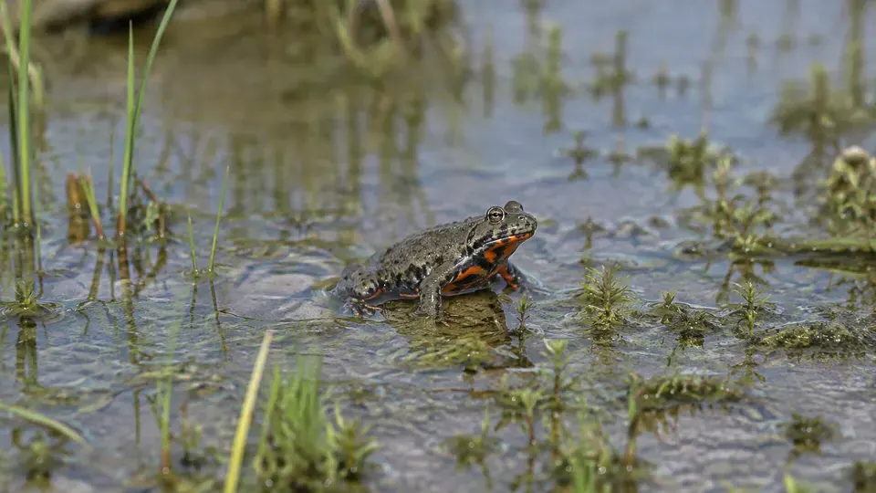 European Fire-Bellied Toad