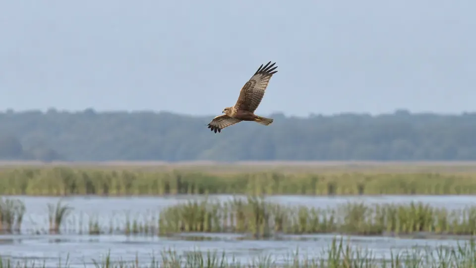 Western Marsh Harrier in its natural habitat, AI illustration