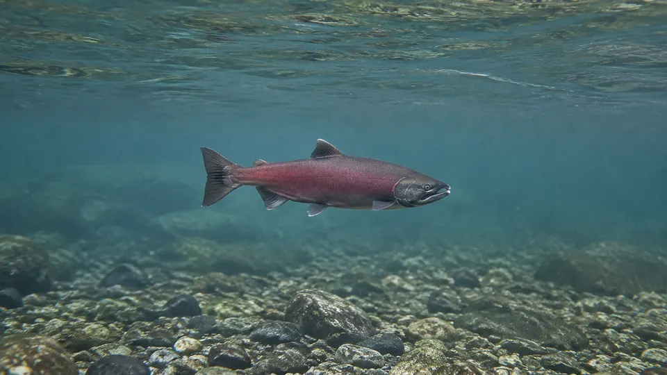 Coho Salmon