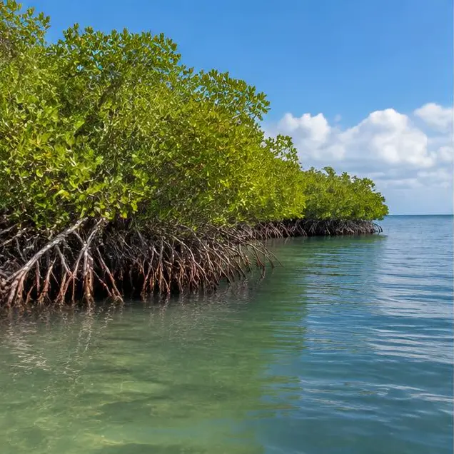 AI-generated illustration of Southwest Florida mangroves