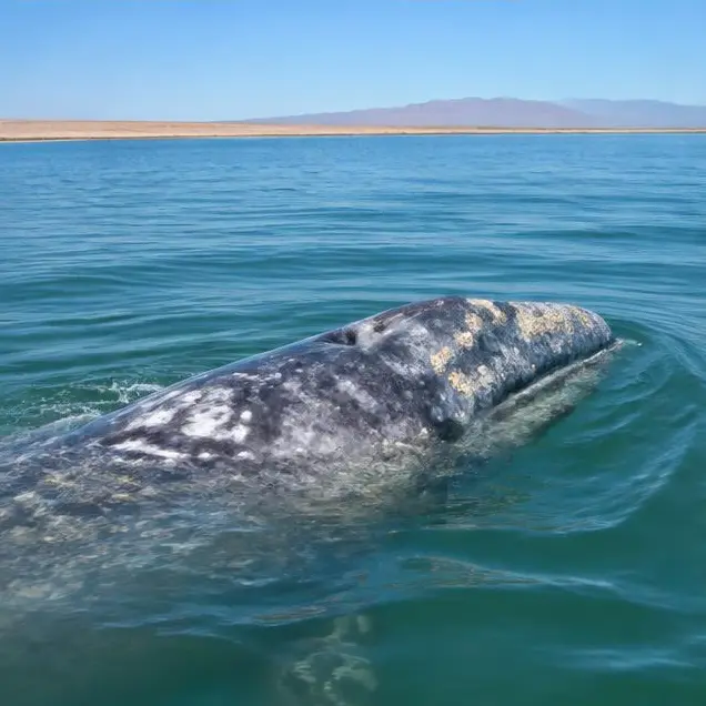 AI-generated illustration of Southern Sea of Cortez
