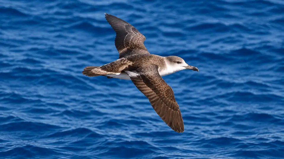 Wedge-tailed shearwater