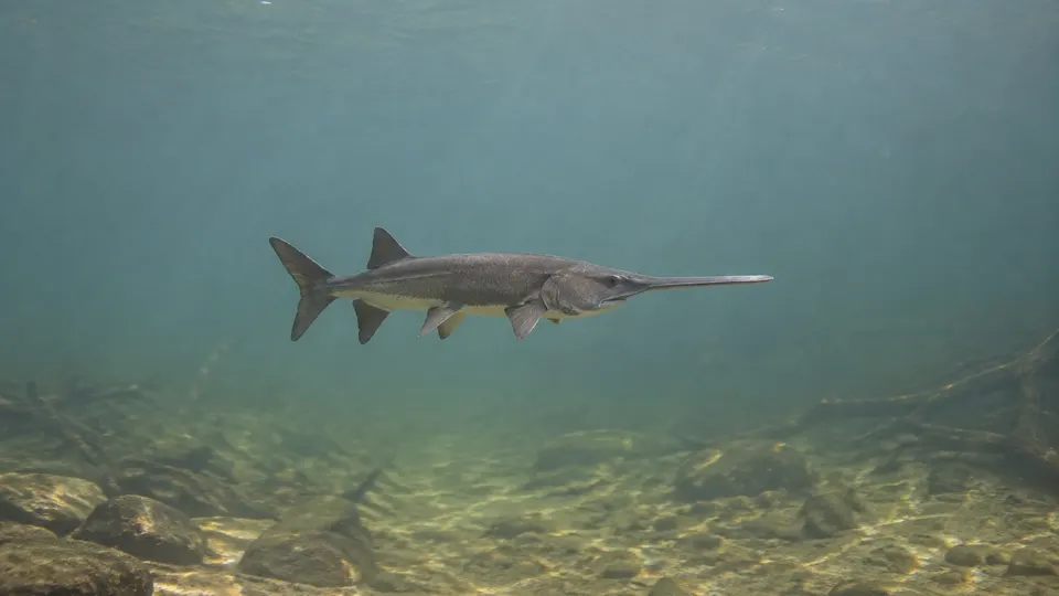 American Paddlefish