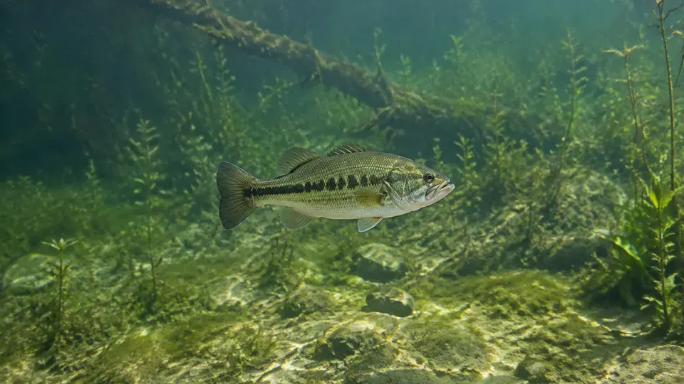 Largemouth Bass