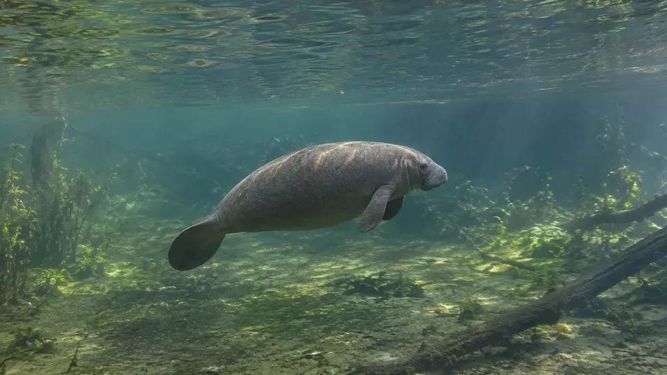 Amazonian Manatee