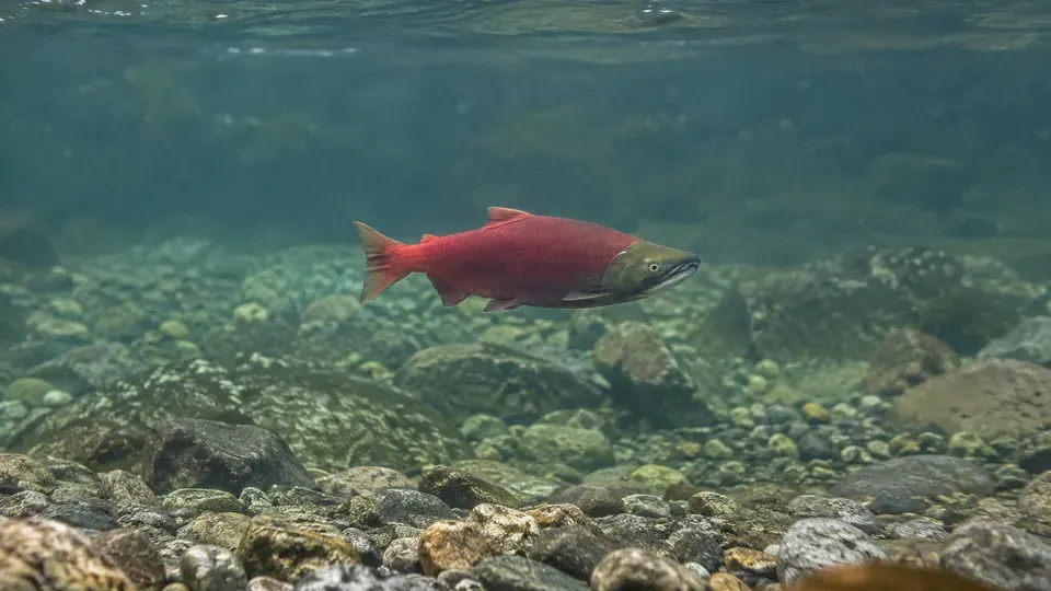 Sockeye Salmon in its natural habitat, AI illustration